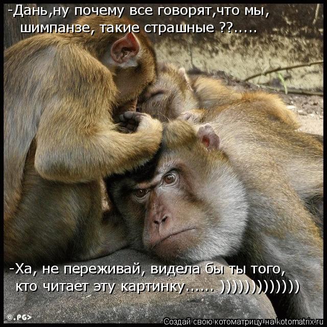 шимпанзе, такие страшные ??..... -Дань,ну почему все говорят,что мы, -Ха, не переживай, видела бы ты ... Котоматрица: шимпанзе, такие страшные ??..... -Дань,ну почему все говорят,что мы, -Ха, не переживай, видела бы ты того, кто читает эту картинку...... )))))))))))))