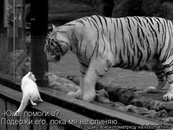 -Юка, помоги,а? Подержи его, пока мя не слиняю..... Котоматрица: -Юка, помоги,а? Подержи его, пока мя не слиняю..
