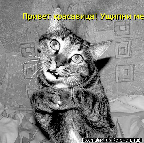 Привет красавица! Ущипни меня - ато я с места не могу сдвинуться. Наглядеться не могу. Привет красави... Котоматрица: Привет красавица! Ущипни меня - ато я с места не могу сдвинуться. Наглядеться не могу. Привет красавица! Ущипни меня - ато я с места не могу сд