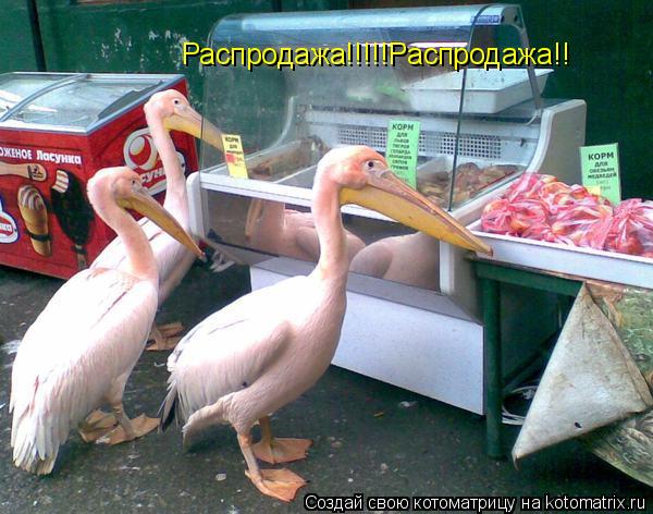 Распродажа!!!!!Распродажа!!... Котоматрица: Распродажа!!!!!Распродажа!!