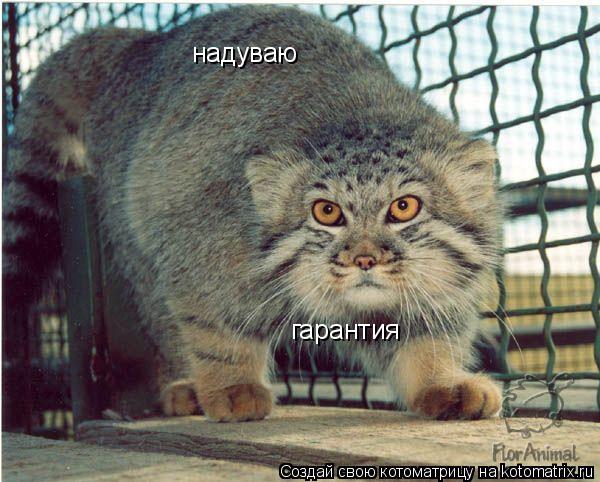 надуваю гарантия... Котоматрица: надуваю гарантия
