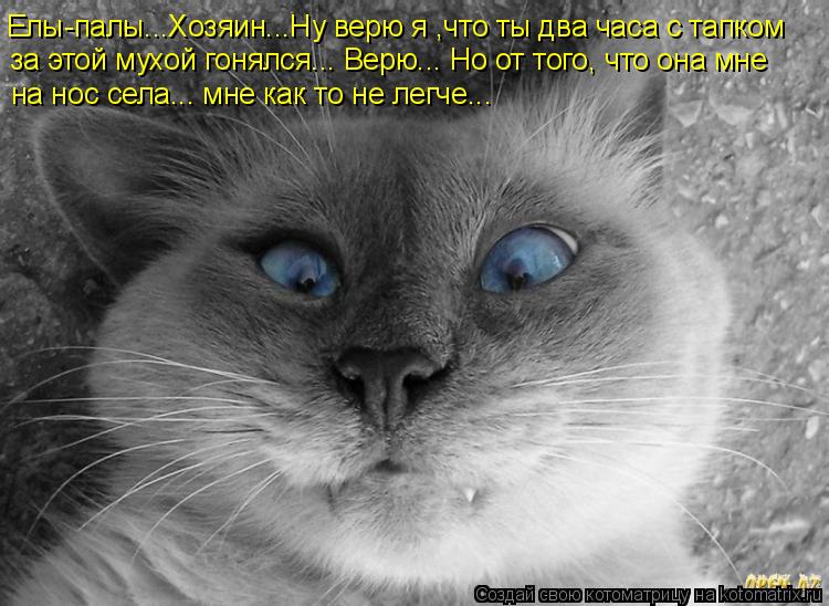 Котоматрица: за этой мухой гонялся... Верю... Но от того, что она мне  на нос села... мне как то не легче...  Елы-палы...Хозяин...Ну верю я ,что ты два часа с тапк