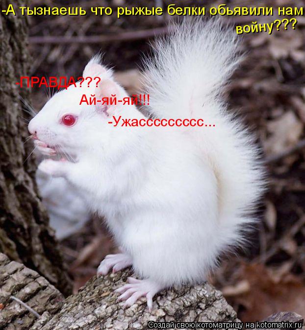 -А тызнаешь что рыжые белки обьявили нам войну??? -ПРАВДА??? Ай-яй-яй!!! -Ужассссссссс...... Котоматрица: -А тызнаешь что рыжые белки обьявили нам войну??? -ПРАВДА??? Ай-яй-яй!!! -Ужассссссссс...