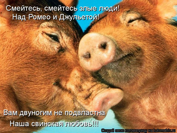 Смейтесь, смейтесь злые люди! Над Ромео и Джульетой! Вам двуногим не подвластна Наша свинская любовь!... Котоматрица: Смейтесь, смейтесь злые люди! Над Ромео и Джульетой! Вам двуногим не подвластна Наша свинская любовь!!!