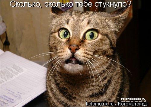 Сколько, сколько тебе стукнуло?... Котоматрица: Сколько, сколько тебе стукнуло?