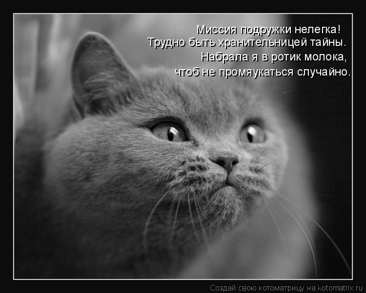 Трудно быть хранительницей тайны. Набрала я в ротик молока, чтоб не промяукаться случайно. Миссия под... Котоматрица: Трудно быть хранительницей тайны. Набрала я в ротик молока, чтоб не промяукаться случайно. Миссия подружки нелегка!