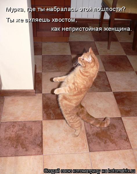 Мурка, где ты набралась этой пошлости? Ты же виляешь хвостом, как непристойная женщина.... Котоматрица: Мурка, где ты набралась этой пошлости? Ты же виляешь хвостом, как непристойная женщина.