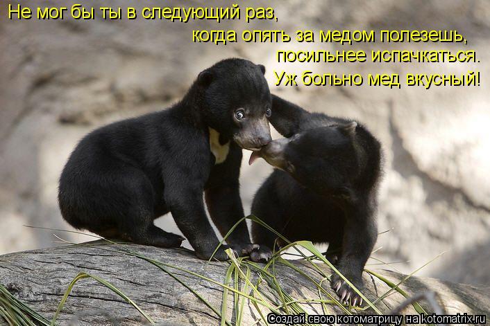 Котоматрица: Не мог бы ты в следующий раз,  когда опять за медом полезешь, посильнее испачкаться. Уж больно мед вкусный!