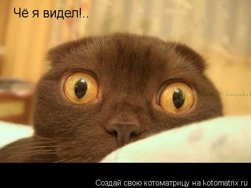 Котоматрица: Чё я видел!..