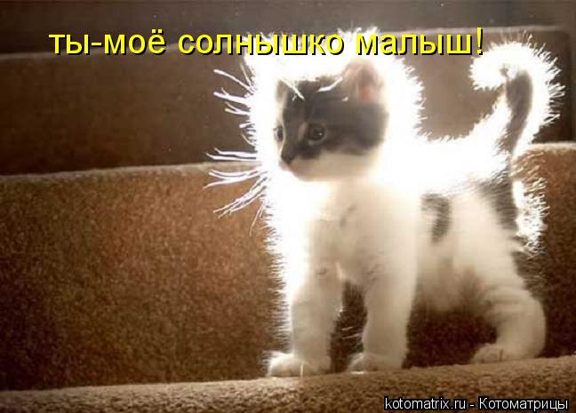 ты-моё солнышко малыш!... Котоматрица: ты-моё солнышко малыш!