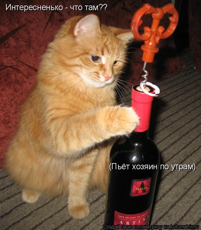 Котоматрица: Интересненько - что там?? (Пьёт хозяин по утрам)