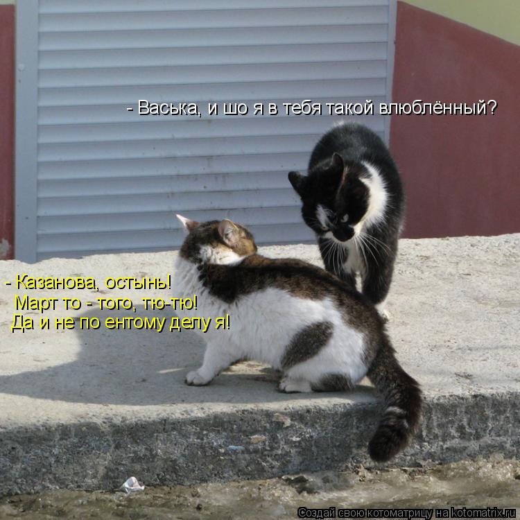 Котоматрица: - Васька, и шо я в тебя такой влюблённый? - Казанова, остынь! Март то - того, тю-тю! Да и не по ентому делу я!