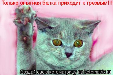 Только опытная белка приходит к трезвым!!!... Котоматрица: Только опытная белка приходит к трезвым!!!