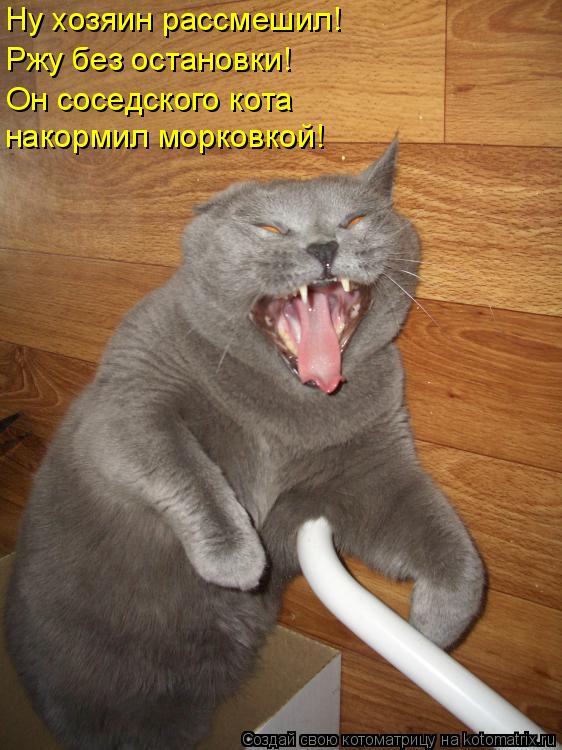 Ну хозяин рассмешил! Ржу без остановки! Он соседского кота накормил морковкой!... Котоматрица: Ну хозяин рассмешил! Ржу без остановки! Он соседского кота накормил морковкой!