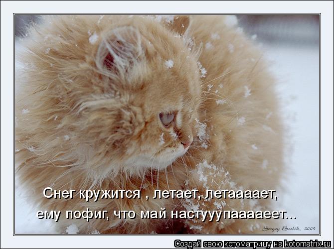 Котоматрица - Снег кружится , летает, летаааает,  ему пофиг, что май настууупааааеет