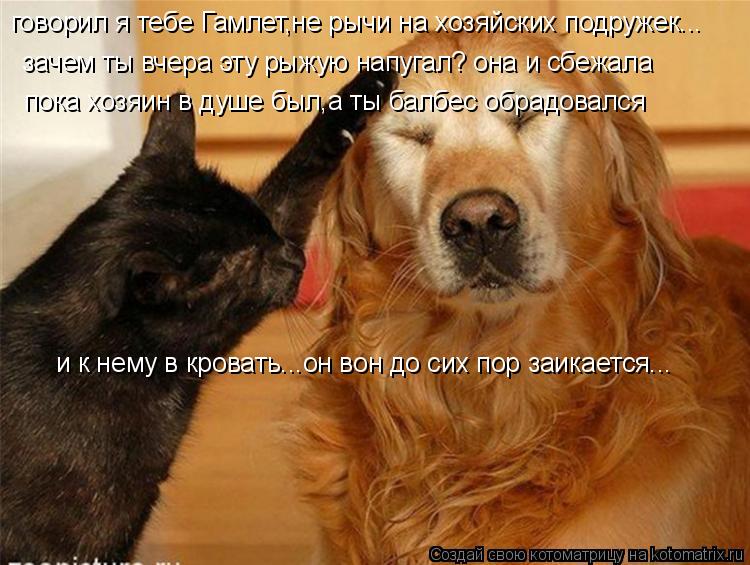 говорил я тебе Гамлет,не рычи на хозяйских подружек... зачем ты вчера эту рыжую напугал? она и сбежал... Котоматрица: говорил я тебе Гамлет,не рычи на хозяйских подружек... зачем ты вчера эту рыжую напугал? она и сбежала пока хозяин в душе был,а ты балбес обра