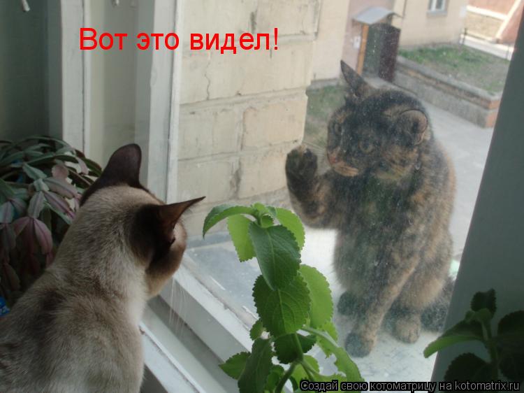 Котоматрица: Вот это видел!