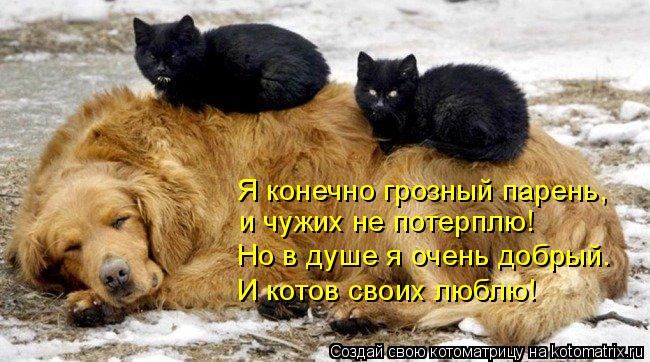 Я конечно грозный парень, и чужих не потерплю! Но в душе я очень добрый. И котов своих люблю!... Котоматрица: Я конечно грозный парень, и чужих не потерплю! Но в душе я очень добрый. И котов своих люблю!