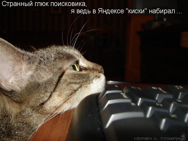 Котоматрица: Странный глюк поисковика, я ведь в Яндексе "киски" набирал ... Странный глюк поисковика,  я ведь в Яндексе "киски" набирал ...