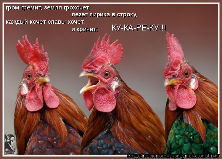 гром гремит, земля грохочет, лезет лирика в строку, каждый кочет славы хочет и кричит: КУ-КА-РЕ-КУ!!!... Котоматрица: гром гремит, земля грохочет, лезет лирика в строку, каждый кочет славы хочет и кричит: КУ-КА-РЕ-КУ!!!