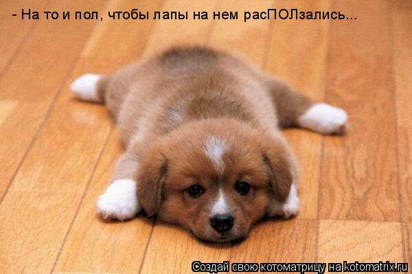 - На то и пол, чтобы лапы на нем расПОЛзались...... Котоматрица: - На то и пол, чтобы лапы на нем расПОЛзались...