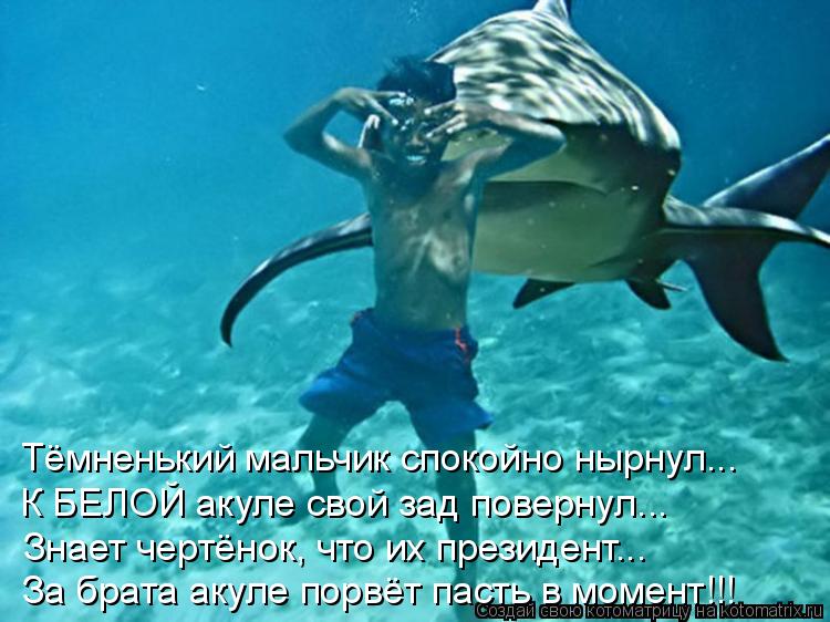 Тёмненький мальчик спокойно нырнул... К БЕЛОЙ акуле свой зад повернул... Знает чертёнок, что их прези... Котоматрица: Тёмненький мальчик спокойно нырнул... К БЕЛОЙ акуле свой зад повернул... Знает чертёнок, что их президент... За брата акуле порвёт пасть в моме