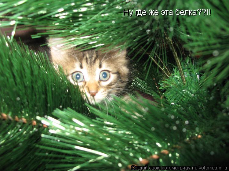 Ну где же эта белка??!!... Котоматрица: Ну где же эта белка??!!