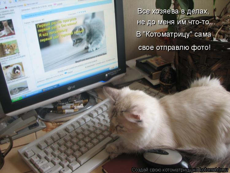 Все хозяева в делах, не до меня им что-то... В "Котоматрицу" сама свое отправлю фото!... Котоматрица: Все хозяева в делах, не до меня им что-то... В "Котоматрицу" сама свое отправлю фото!