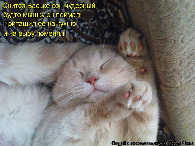Снится Ваське сон чудесный, будто мышку он поймал! Притащил ее на кухню и на рыбу поменял!... Котоматрица: Снится Ваське сон чудесный, будто мышку он поймал! Притащил ее на кухню и на рыбу поменял!