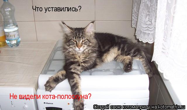 Что уставились? Не видели кота-полоскуна?... Котоматрица: Что уставились? Не видели кота-полоскуна?