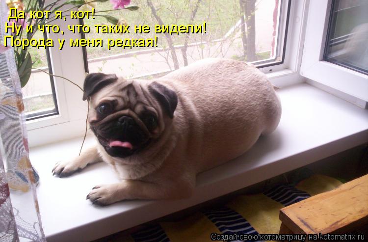 Котоматрица: Да кот я, кот!  Ну и что, что таких не видели! Порода у меня редкая!