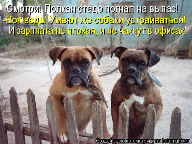 -Смотри! Полкан стадо погнал на выпас! -Вот ведь! Умеют же собаки устраиваться! И зарплата не плохая,... Котоматрица: -Смотри! Полкан стадо погнал на выпас! -Вот ведь! Умеют же собаки устраиваться! И зарплата не плохая, и не чахнут в офисах!