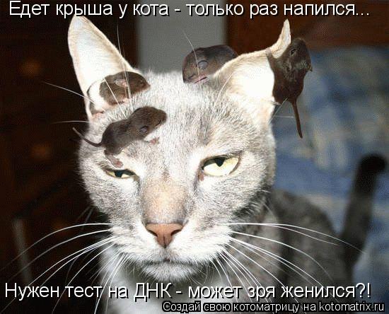 Едет крыша у кота - только раз напился... Нужен тест на ДНК - может зря женился?!... Котоматрица: Едет крыша у кота - только раз напился... Нужен тест на ДНК - может зря женился?!