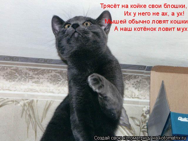 Трясёт на койке свои блошки, Их у него не ах, а ух! Мышей обычно ловят кошки, А наш котёнок ловит мух... Котоматрица: Трясёт на койке свои блошки, Их у него не ах, а ух! Мышей обычно ловят кошки, А наш котёнок ловит мух.