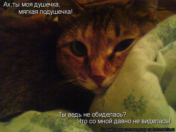 Котоматрица: Ах,ты моя душечка, мягкая подушечка! Ты ведь не обиделась? Что со мной давно не виделась!