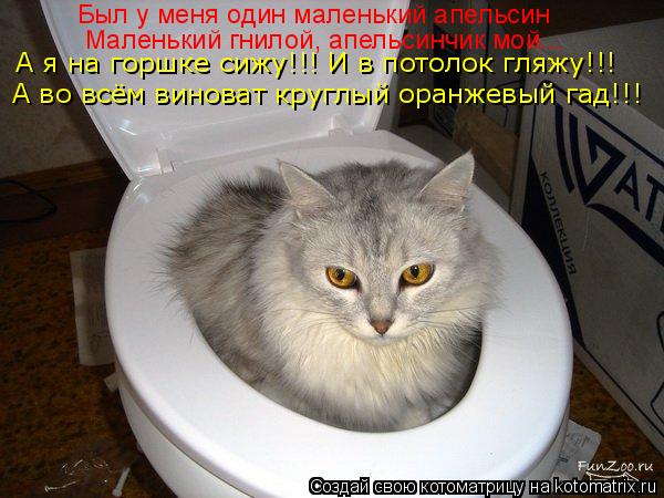 Был у меня один маленький апельсин Маленький гнилой, апельсинчик мой... А я на горшке сижу!!! И в пот... Котоматрица: Был у меня один маленький апельсин Маленький гнилой, апельсинчик мой... А я на горшке сижу!!! И в потолок гляжу!!! А во всём виноват круглый ора