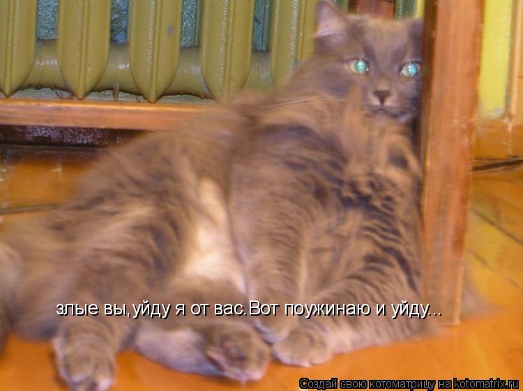 злые вы,уйду я от вас.Вот поужинаю и уйду...... Котоматрица: злые вы,уйду я от вас.Вот поужинаю и уйду...