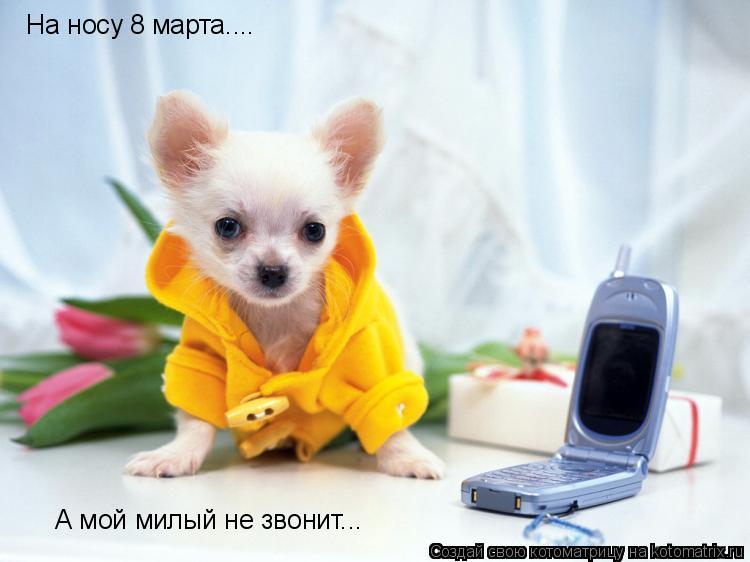 Котоматрица: На носу 8 марта.... А мой милый не звонит...