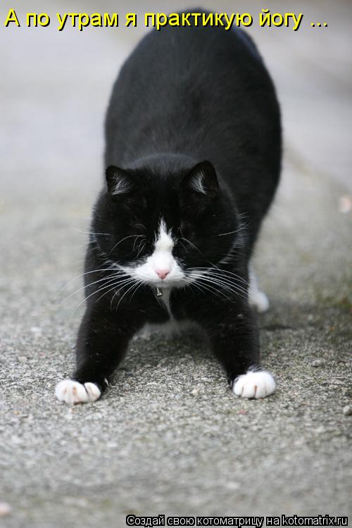 Котоматрица: А по утрам я практикую йогу ...