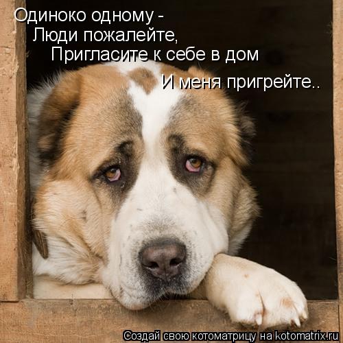 Одиноко одному - Люди пожалейте, Пригласите к себе в дом И меня пригрейте..... Котоматрица: Одиноко одному - Люди пожалейте, Пригласите к себе в дом И меня пригрейте..