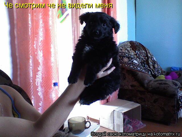 Че смотрим че не видели меня... Котоматрица: Че смотрим че не видели меня