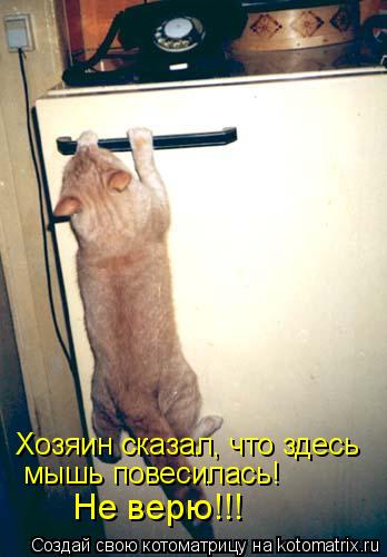 Хозяин сказал, что здесь мышь повесилась! Не верю!!!... Котоматрица: Хозяин сказал, что здесь мышь повесилась! Не верю!!!