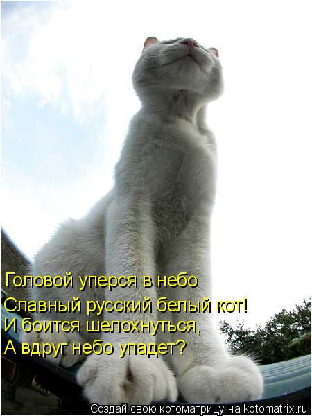Головой уперся в небо Славный русский белый кот! И боится шелохнуться, А вдруг небо упадет?... Котоматрица: Головой уперся в небо Славный русский белый кот! И боится шелохнуться, А вдруг небо упадет?