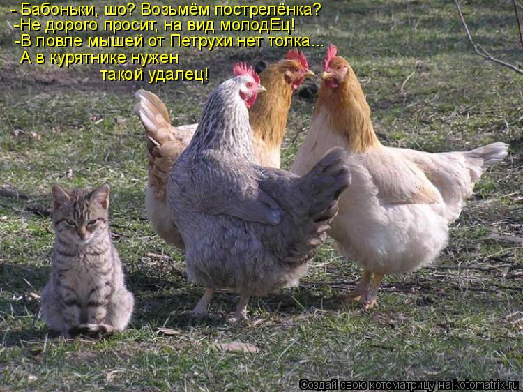 Котоматрица: - Бабоньки, шо? Возьмём пострелёнка? -В ловле мышей от Петрухи нет толка... А в курятнике нужен  -Не дорого просит, на вид молодЕц! такой удалец!