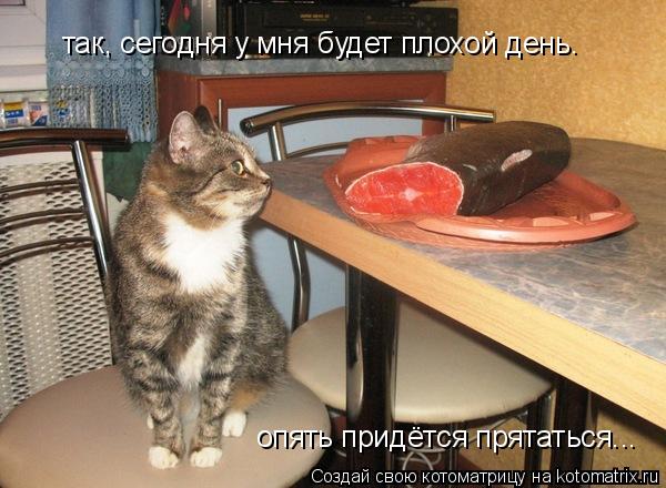 так, сегодня у мня будет плохой день. опять придётся прятаться...... Котоматрица: так, сегодня у мня будет плохой день. опять придётся прятаться...