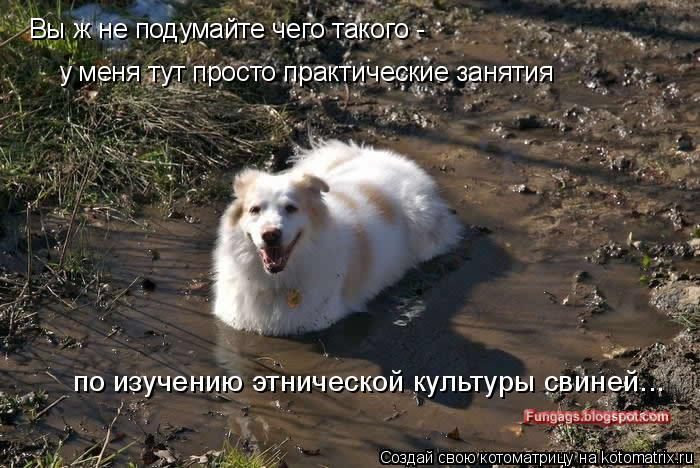 Вы ж не подумайте чего такого - у меня тут просто практические занятия по изучению этнической культ... Котоматрица: Вы ж не подумайте чего такого - у меня тут просто практические занятия по изучению этнической культуры свиней...