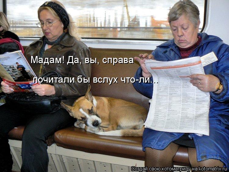 Мадам! Да, вы, справа почитали бы вслух что-ли...... Котоматрица: Мадам! Да, вы, справа почитали бы вслух что-ли...