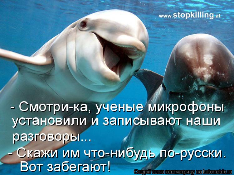 - Смотри-ка, ученые микрофоны установили и записывают наши разговоры... - Скажи им что-нибудь по-р... Котоматрица: - Смотри-ка, ученые микрофоны установили и записывают наши разговоры... - Скажи им что-нибудь по-русски. Вот забегают!