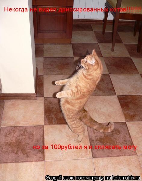 Некогда не видел дриссированных котов!!!!!!! но за 100рублей я и сплясать могу... Котоматрица: Некогда не видел дриссированных котов!!!!!!! но за 100рублей я и сплясать могу