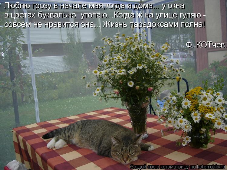 Котоматрица: Люблю грозу в начале мая,когда я дома... у окна в цветах буквально  утопаю...Когда ж на улице гуляю -  совсем не нравится она... Жизнь парадоксам